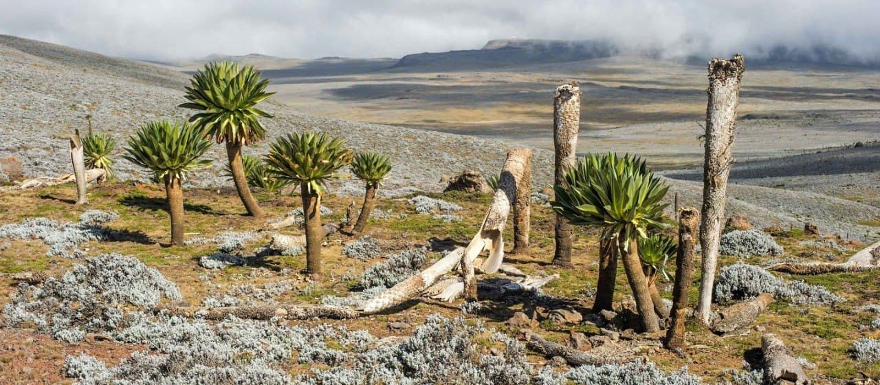 Bale Mountains National Park
